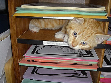 Animal D'Oh! Amber the Kitten Thinks You've Misfiled