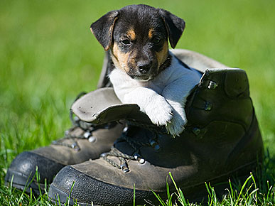Cute Photo: Pup in Boots!