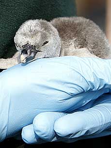 William and Catherine's Cutest Wedding Gift? A Baby Humboldt Penguin!