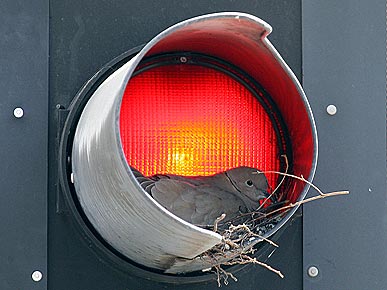 Photo: Dove Builds Nest in a Traffic Light!