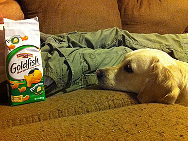 Caption Contest: Maggie Stares Longingly at Goldfish