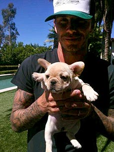 The Beckhams Welcome a Girl – A French Bulldog Puppy!