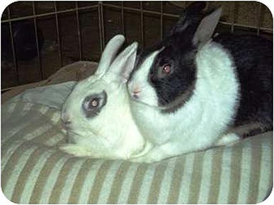Adopt Me! Cosmo and Newman Want to Hop Around Your House