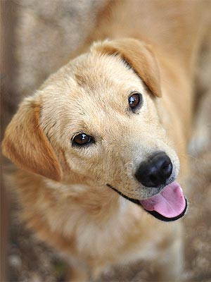 Adopt Me! Retriever Mix Bobby Is a Little Charmer