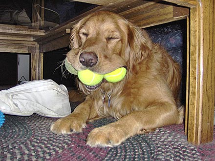 Animal D'Oh! George Has His Mouth Full ... of Tennis Balls