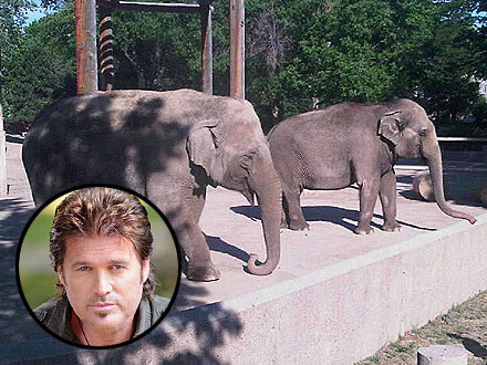 Billy Ray Cyrus Meets Elephants and Birds