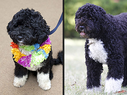 Bo Obama: Then and Now (PHOTOS)