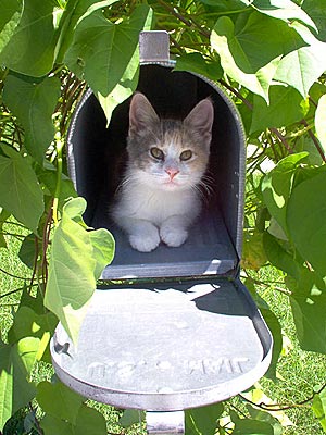 Animal D'Oh! Leonard Picks Up the Mail
