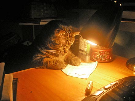 Animal D'Oh! Emma Burns the Midnight Oil
