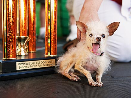 World's Ugliest Dog Winner (Photo)