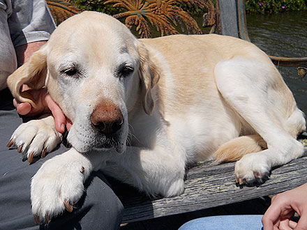 Guide Dog Who Saved Blind Owner on 9/11 Has Died