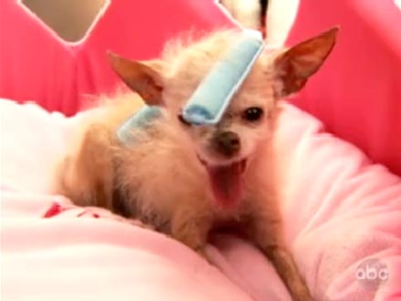 World's Ugliest Dog Gets a Makeover