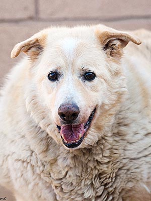 Adopt Me! Handsome Hank Wants to Be Your Contender