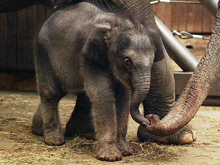 Rashmi, Baby Elephant Walks at Ostrava Zoo