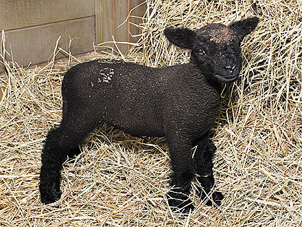 Lamb Born During Hurricane Irene at Central Park Zoo