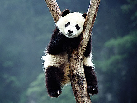 Is Panda Poop the Gateway to Clean Energy?