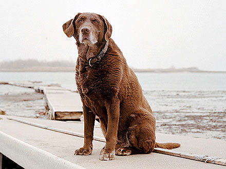 9/11 Dog: 10 Years Later