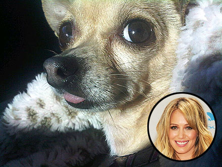 Hilary Duff Dog Lola Has Eye Infection