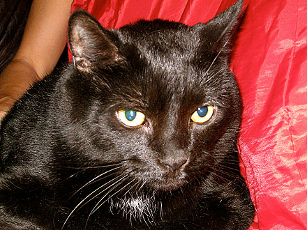 Adopt Me! 25-Lb. Cat Moose Has Lots of Love to Give