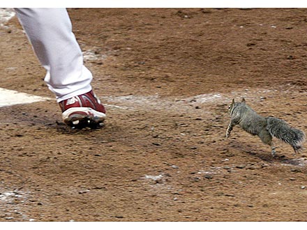 Squirrel Interrupts Baseball Playoff Game
