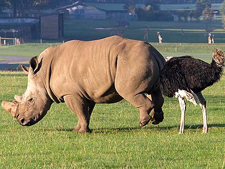 Ostrich Runs Into Rhino from Behind