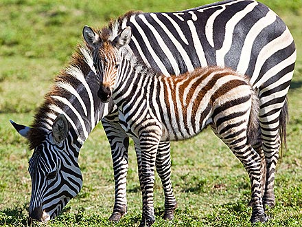 That Was Fast! Newborn Zebra Runs with the Herd