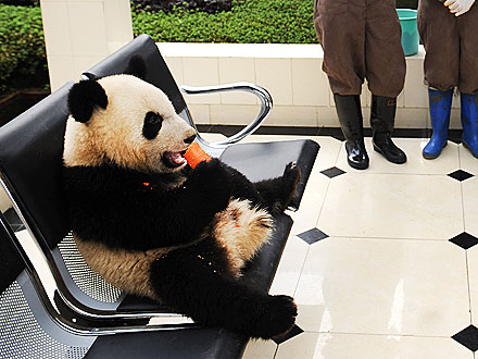 Panda Grabs a Snack During Recess