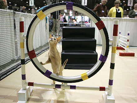 The Water Bowl: What Makes Feline Agility Unpredictable? Cats!