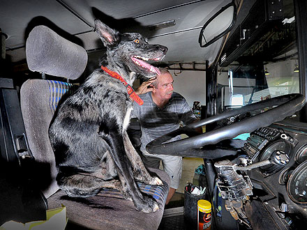 Ruh-Roh! Dog Drives Off in Mobile Home