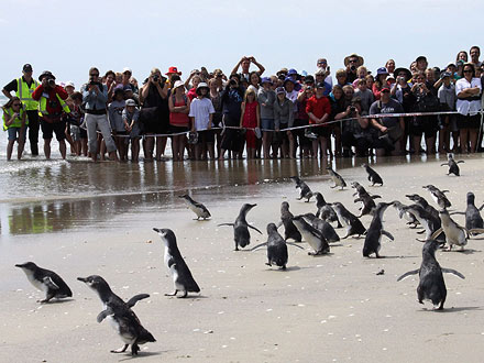 Make Way for Penguins! Rescued Birds Return to Ocean