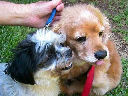 Adopt Me! Once Neglected, Dogs Kade and Shoes Are Bonded for Life