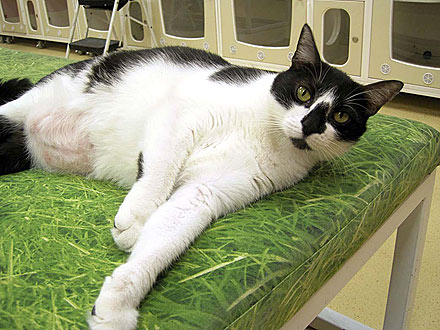 Adopt Me! Jaden Is a Little Kitty with Big Personality
