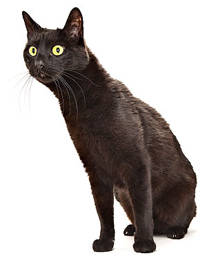 Cat Inherits Millions from Italian Owner