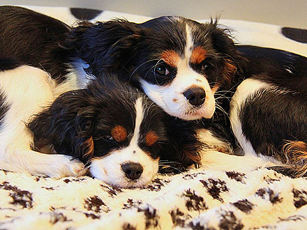 Surgery Gives Blind Pups the Gift of Sight