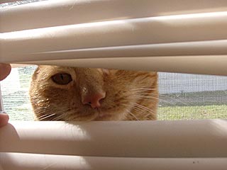 Cats at the Window