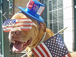 Show Us Your Red, White & Blue Pets