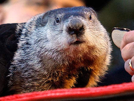 Groundhog Day: Punxsutawney Phil Makes 2012 Prediction