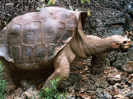 Lonesome George Dies, Subspecies Extinct