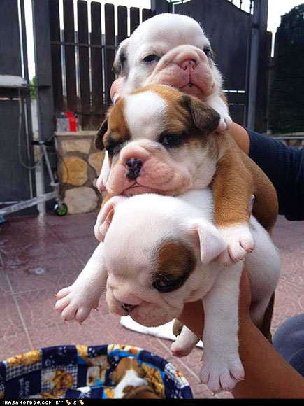 Puppies on a Mission ... to Be Cute!