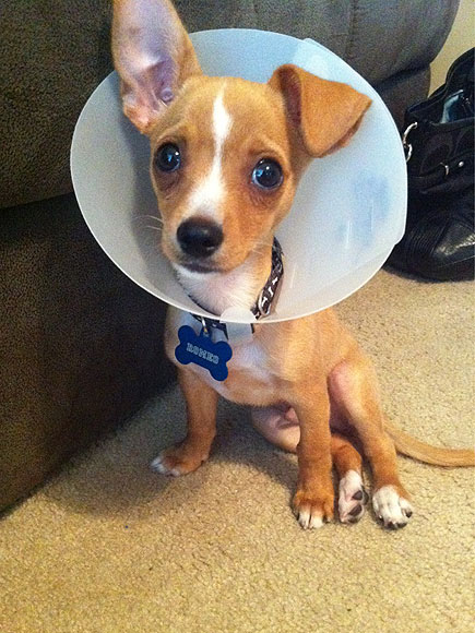 The Cutest Pets on Twitter This Week!