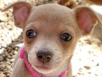 The Cutest Pets on Twitter This Week!
