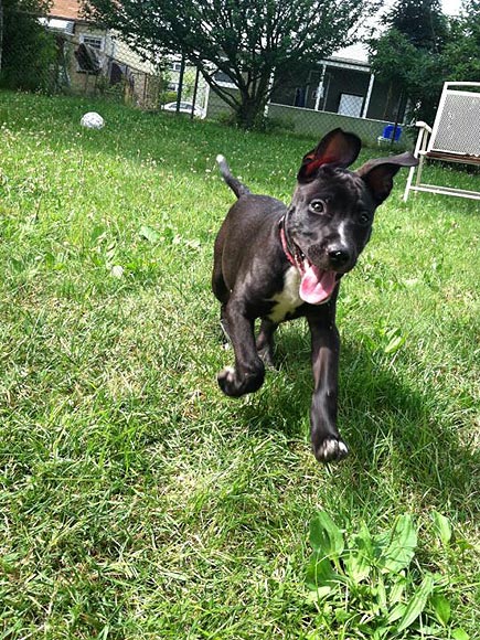 The Cutest Pets on Twitter This Week!