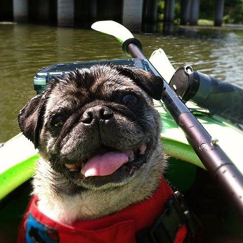 The Cutest Pets on Twitter This Week!