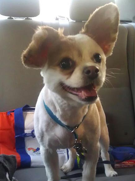 The Cutest Pets on Twitter This Week!