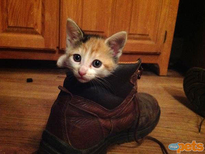 The Cutest Pets on Twitter This Week!