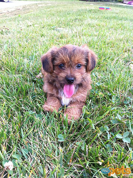 The Cutest Pets on Twitter This Week!