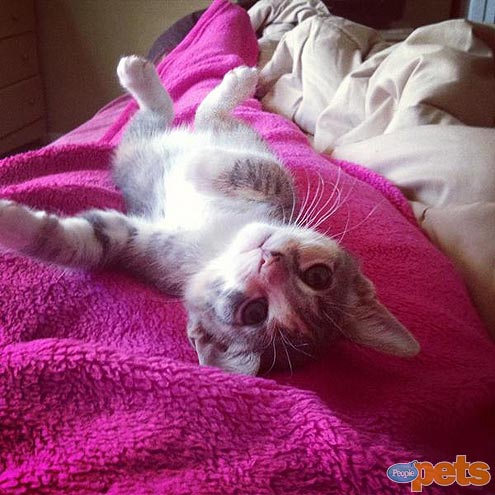 The Cutest Pets on Twitter This Week!