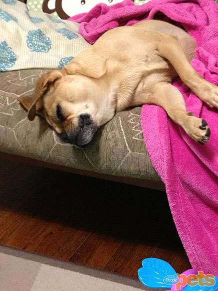 The Cutest Pets on Twitter This Week!