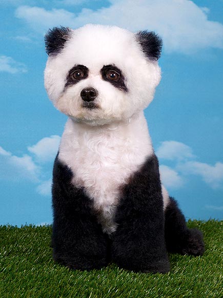 Cool or Cruel? Extreme Animal Paint Jobs