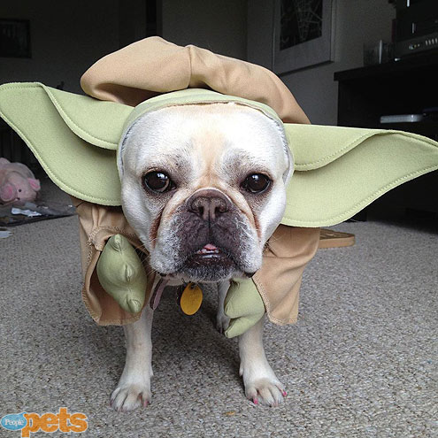 Howl-o-ween Spooktacular! Pets in Costume